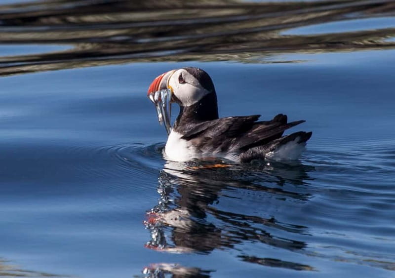 Reykjavik: Whales and Puffins Express Cruise Combo Tour - Two cruises, two very different wildlife encounters