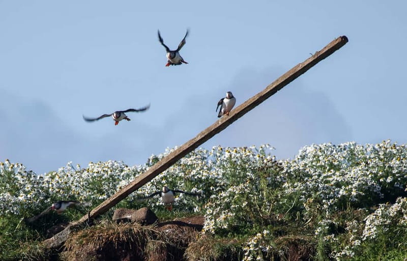 Reykjavik: Whales and Puffins Express Cruise Combo Tour - Starting at Reykjavík’s Old Harbor