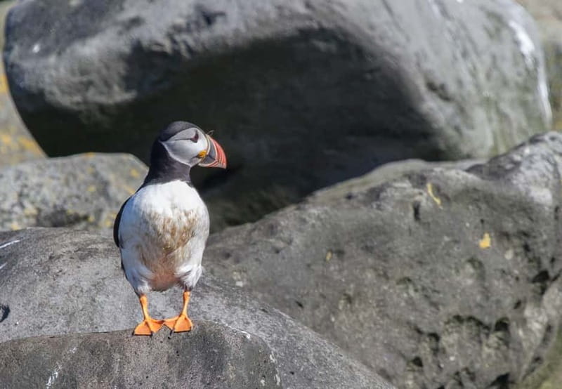 Reykjavik: Whales and Puffins Express Cruise Combo Tour - Whale watching in Faxaflói Bay