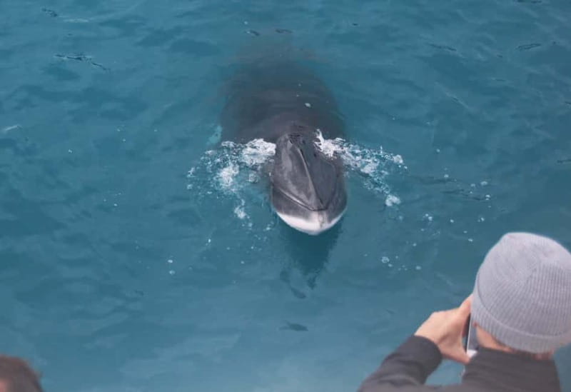 Reykjavik: Whales and Puffins Express Cruise Combo Tour - Classic or express whale watching?