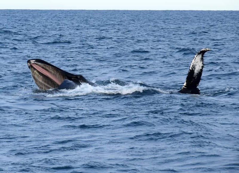 Reykjavik: Whales and Puffins Express Cruise Combo Tour - Weather, seas, and warm clothing