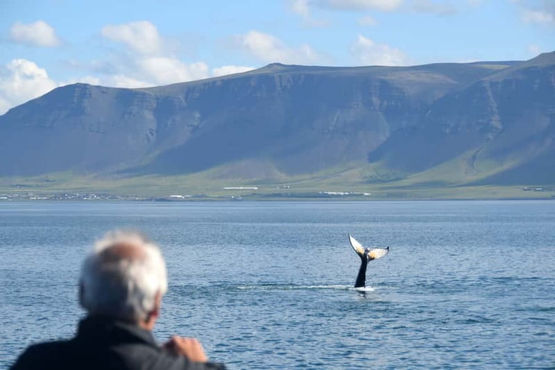 Reykjavik: Whales and Puffins Express Cruise Combo Tour - What makes the guides worth listening to