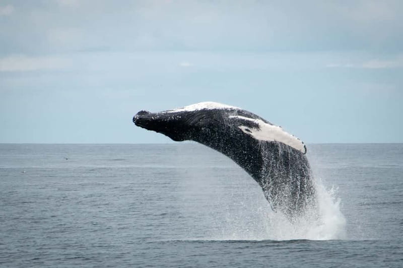 Reykjavik: Whales and Puffins Express Cruise Combo Tour - Is $153 good value?