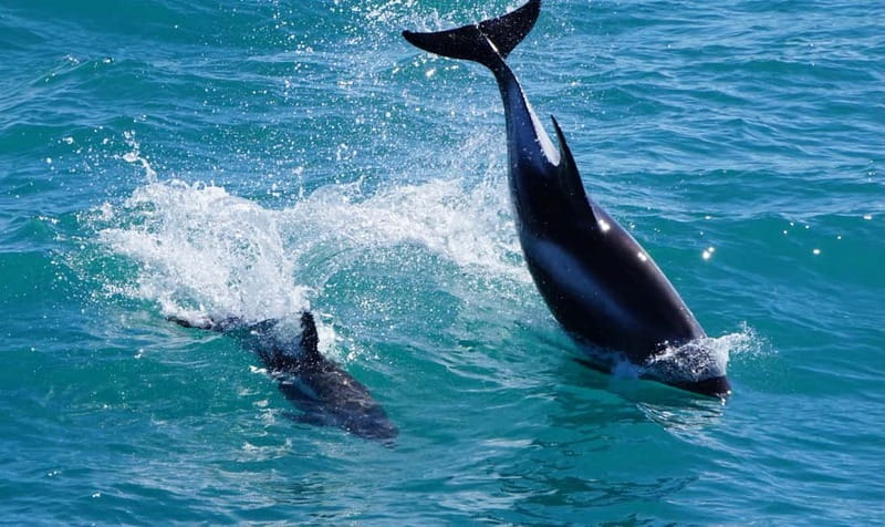 Reykjavik: Whales and Puffins Express Cruise Combo Tour - Who should book this cruise combo?