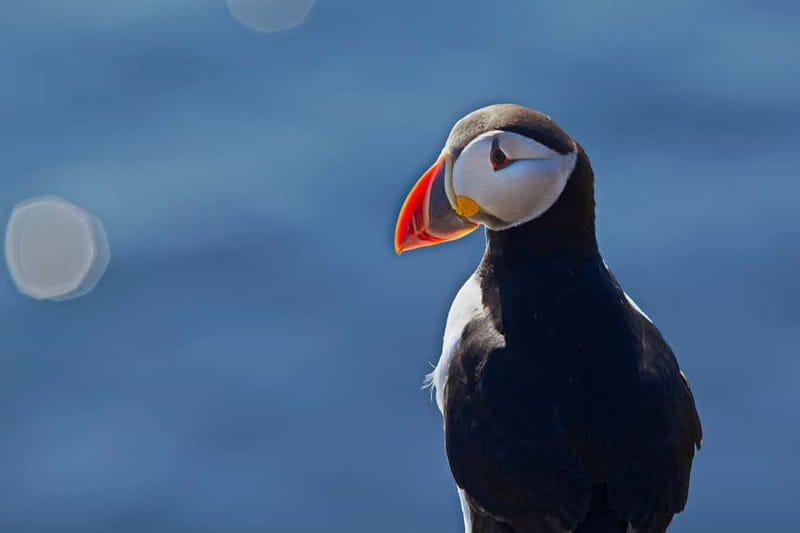 Reykjavik: Whales and Puffins Express Cruise Combo Tour - Old Skúli and Reykjavík’s puffin islands