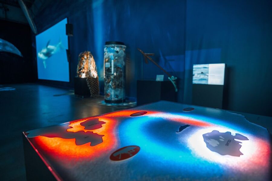Reykjavik: Whales of Iceland Museum Entrance Ticket - Key points at a glance