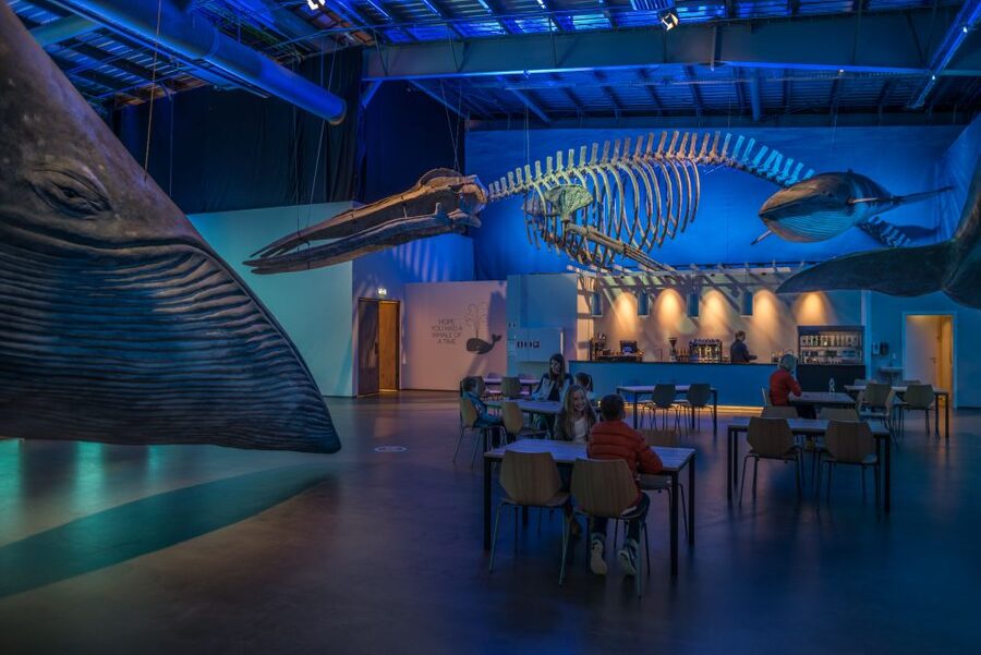 Reykjavik: Whales of Iceland Museum Entrance Ticket - Should you book Whales of Iceland?