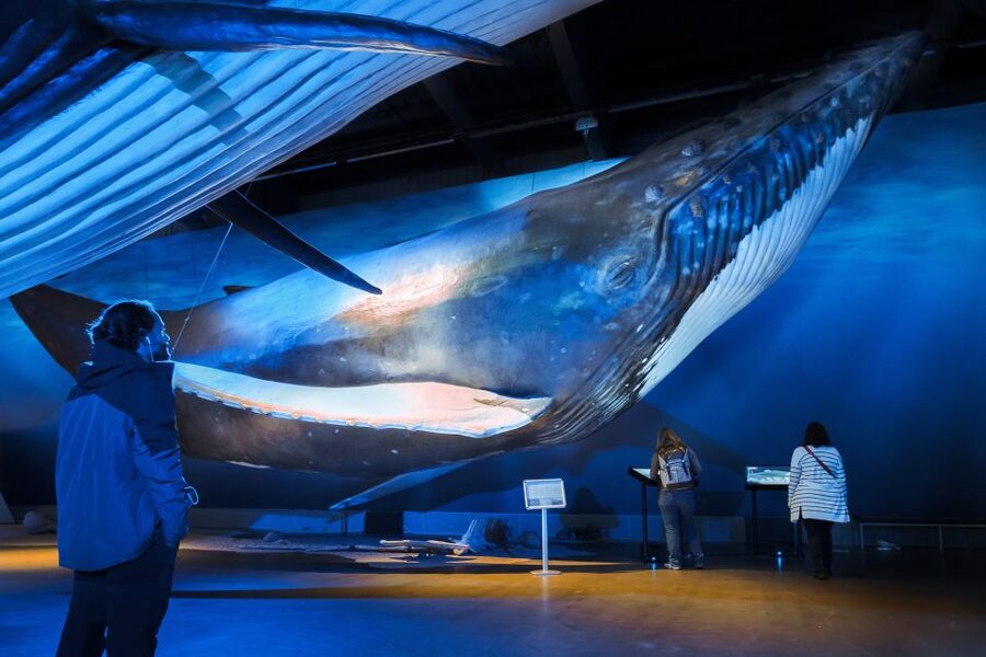 Reykjavik: Whales of Iceland Museum Entrance Ticket - Walking into a hall full of whales