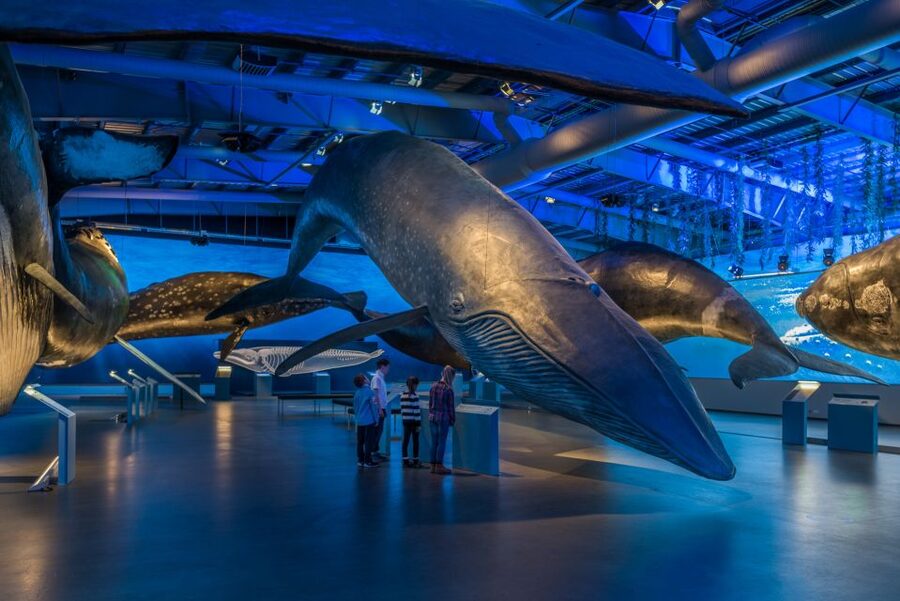 Reykjavik: Whales of Iceland Museum Entrance Ticket - Using the audio guide in 17 languages