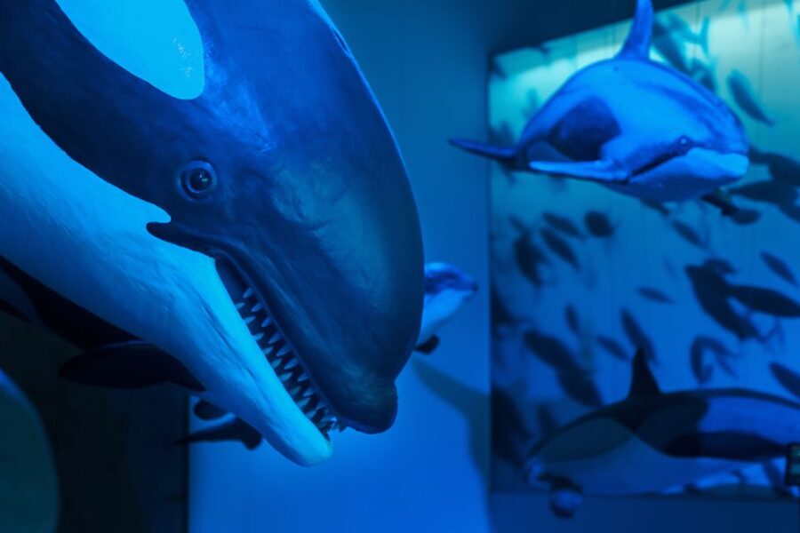 Reykjavik: Whales of Iceland Museum Entrance Ticket - A realistic time estimate