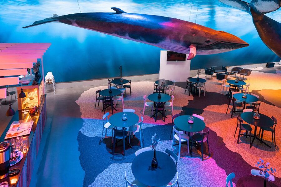 Reykjavik: Whales of Iceland Museum Entrance Ticket - Practical details for your visit