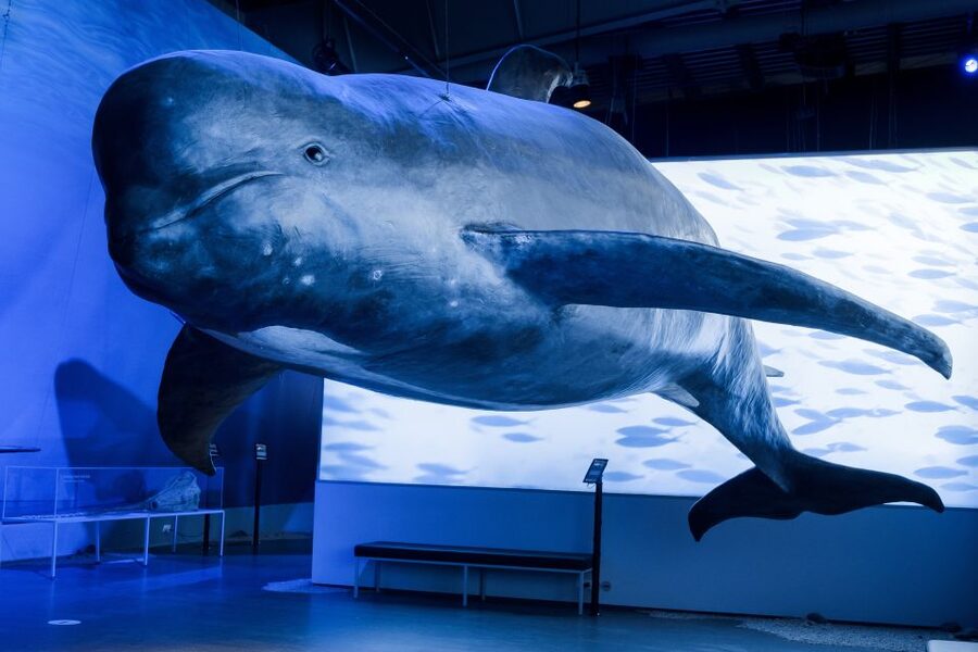 Reykjavik: Whales of Iceland Museum Entrance Ticket - What the exhibits teach you
