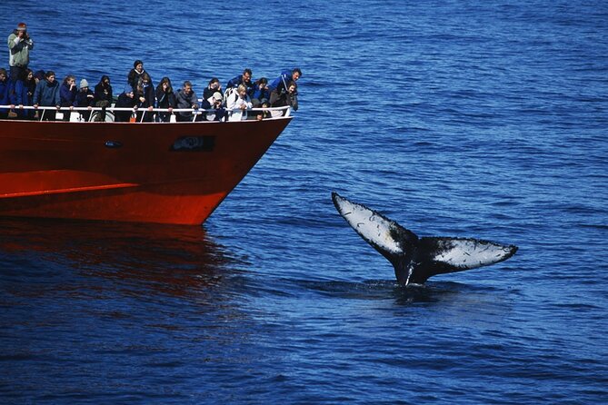 Reykjavik Whales & White Water Rafting Adventure - Starting at Elding’s Old Harbour ticket office