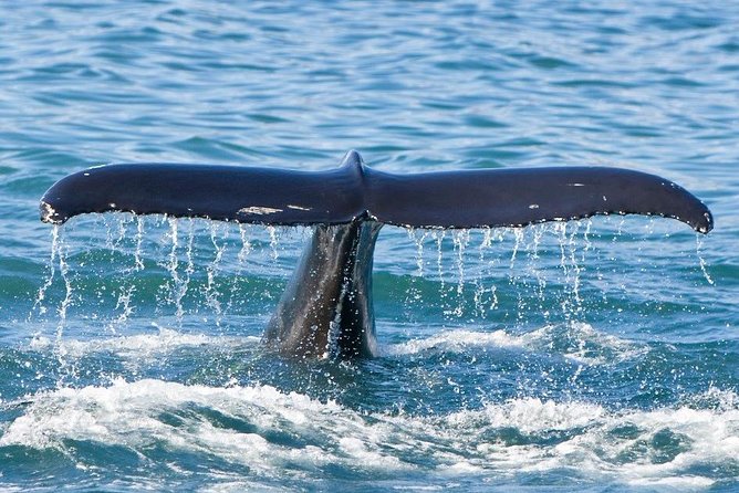 Reykjavik Whales & White Water Rafting Adventure - How the schedule works in real life