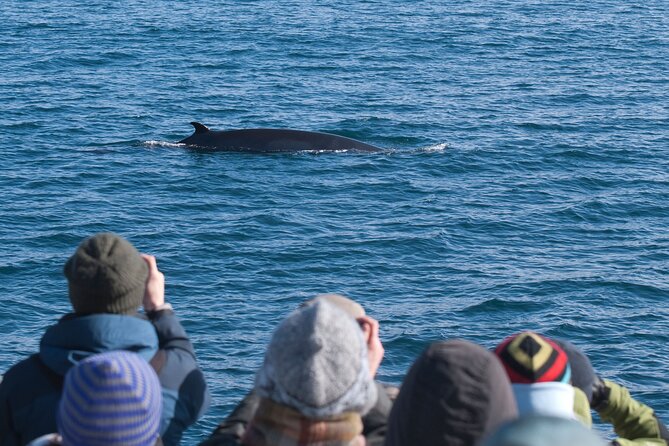Reykjavik Whales & White Water Rafting Adventure - Is $250 a fair price?