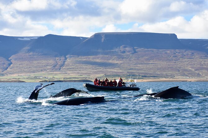 RIB boat express: Whales, Eyjafjord and Akureyri - Key points to know before you book