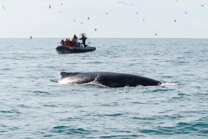 RIB boat express: Whales, Eyjafjord and Akureyri - Warm clothing and what the gear means