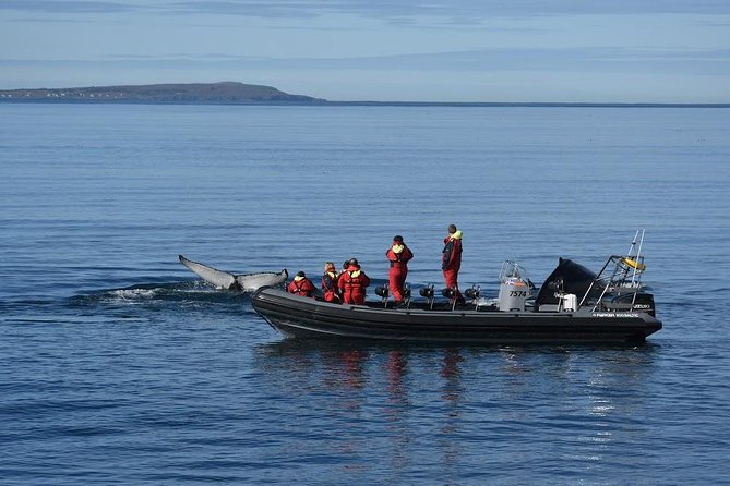RIB boat express: Whales, Eyjafjord and Akureyri - The guides and the value of live commentary