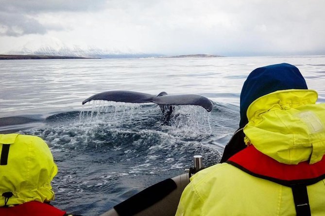 RIB boat express: Whales, Eyjafjord and Akureyri - Whale sightings, the guarantee, and realistic expectations