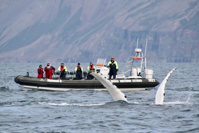 RIB boat express: Whales, Eyjafjord and Akureyri - Is $192.66 a fair price?