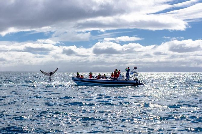 RIB Whale Watching Small-Group Boat Tour from Reykjavik - Reykjavik’s shoreline on the way back