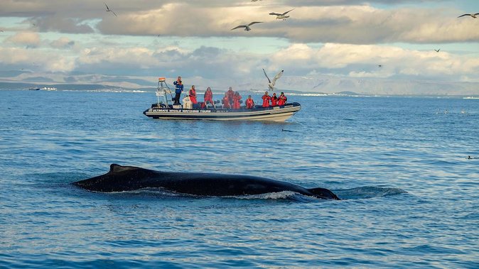 RIB Whale Watching Small-Group Boat Tour from Reykjavik - The price: expensive, but not unreasonable