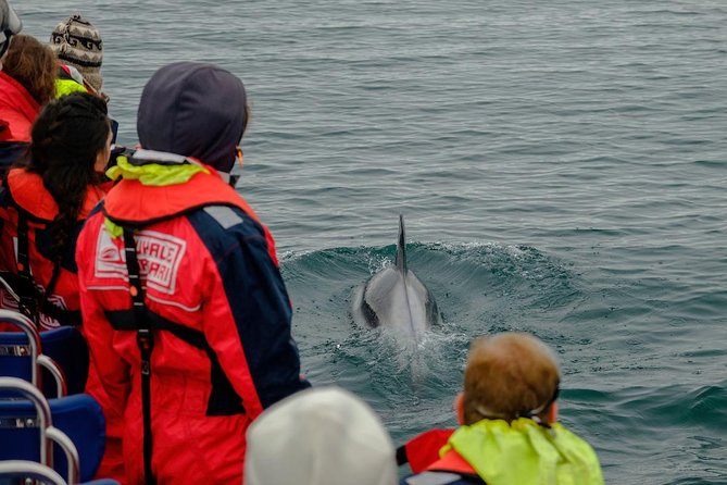 RIB Whale Watching Small-Group Boat Tour from Reykjavik - How this compares with a standard whale-watching boat