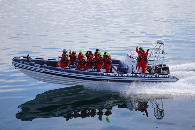 RIB Whale Watching Small-Group Boat Tour from Reykjavik - Who should book this RIB tour