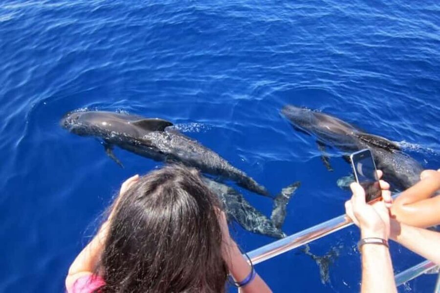 Roseau: Guided Dolphin and Whale Watching Tour With Drinks - Key points before you book