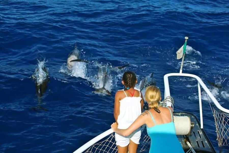 Roseau: Guided Dolphin and Whale Watching Tour With Drinks - Why Dominica is special for whale watching