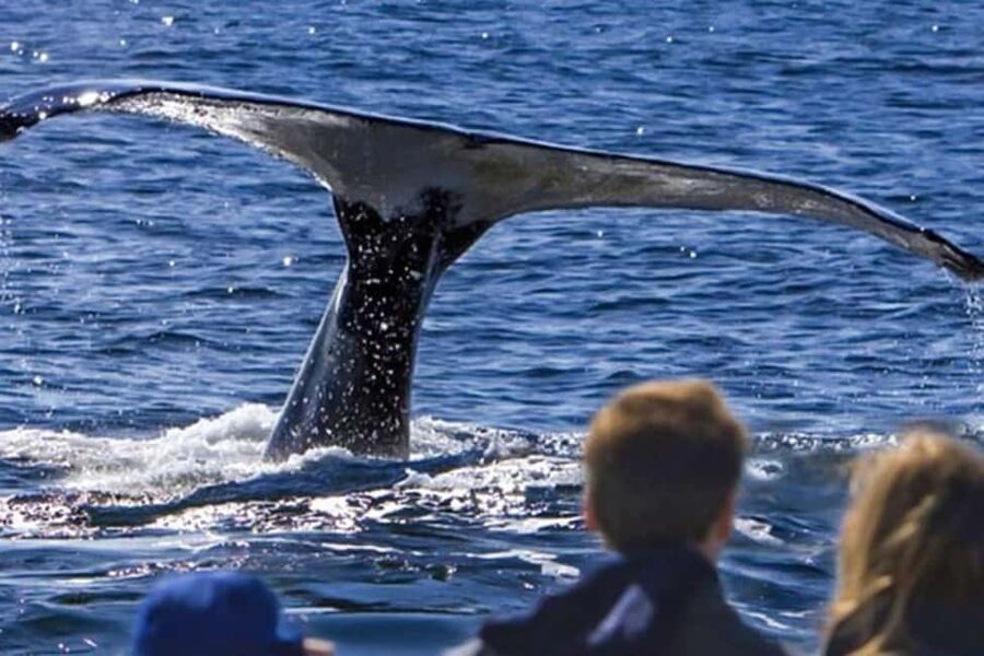 Roseau: Guided Dolphin and Whale Watching Tour With Drinks - Three hours in the Sperm Whale Sanctuary