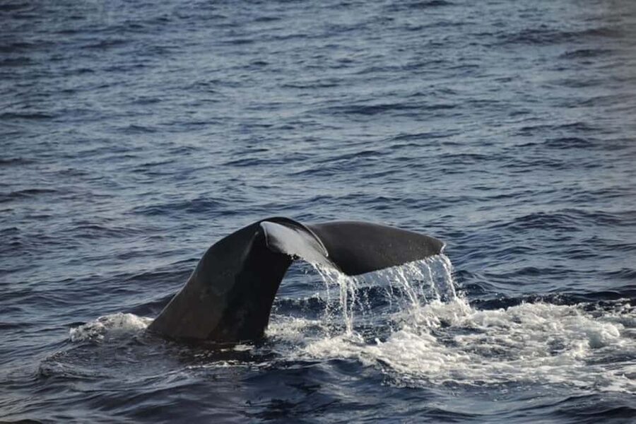 Roseau: Guided Dolphin and Whale Watching Tour With Drinks - Meeting in Roseau and heading offshore