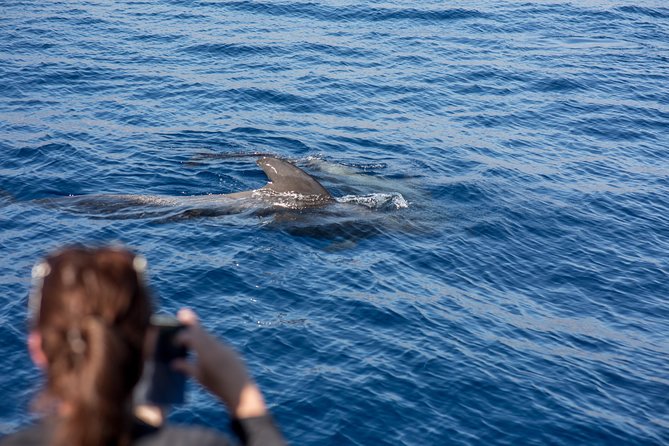 Royal Delfin - 2Hour Sustainable Dolphin & Whale Watching Mini Cruise - What the 16 underwater windows really add