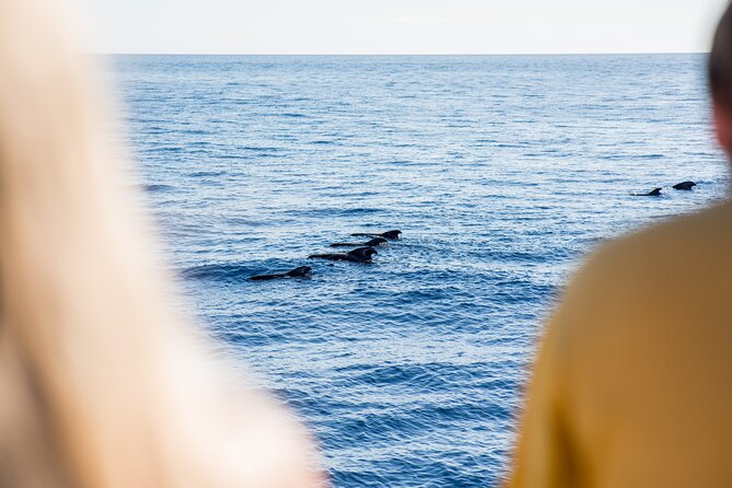 Royal Delfin - 2Hour Sustainable Dolphin & Whale Watching Mini Cruise - Crowds, seating, and family comfort