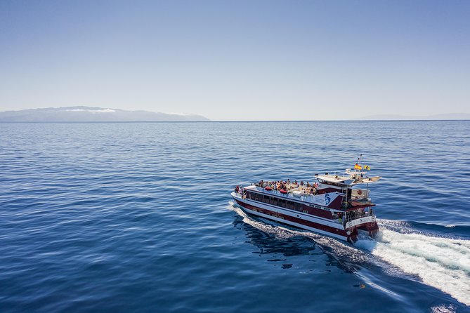 Royal Delfin 3H Dolphin & Whale Watching! Swimming & Lunch! - Key points to know before you book