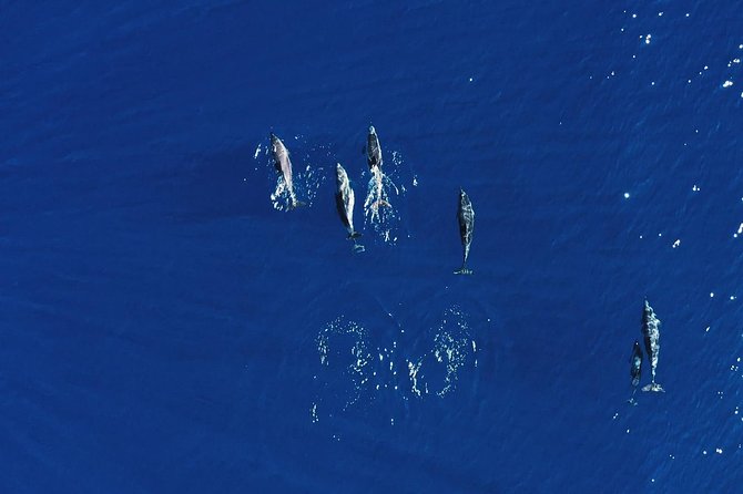 Royal Delfin 3H Dolphin & Whale Watching! Swimming & Lunch! - Setting out from Puerto Colón at 10:30 am