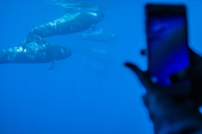 Royal Delfin 3H Dolphin & Whale Watching! Swimming & Lunch! - Who will enjoy the Royal Delfín most