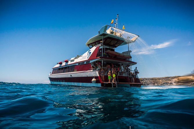 Royal Delfin 3H Dolphin & Whale Watching! Swimming & Lunch! - The Royal Delfín’s underwater windows