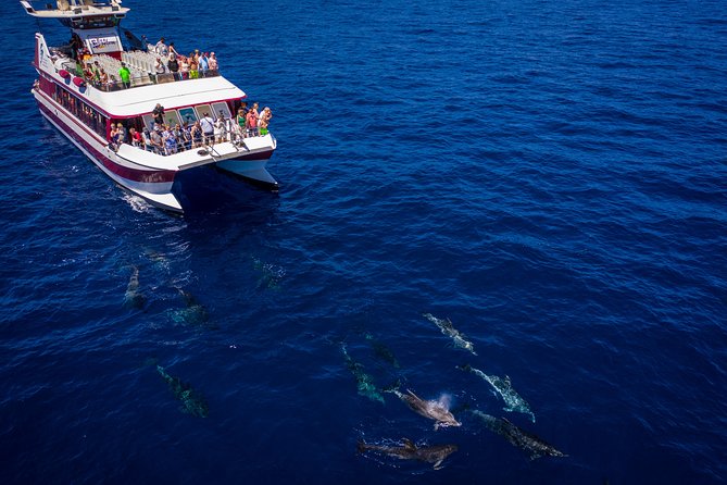 Royal Delfin - 4'5H Dolphin & Whale Watching - Los Gigantes Masca - Lunch & Swim - What the 4.5-hour format adds