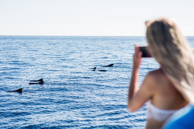 Royal Dolphin Whale watching excursion - What the guides add to the two-hour sailing