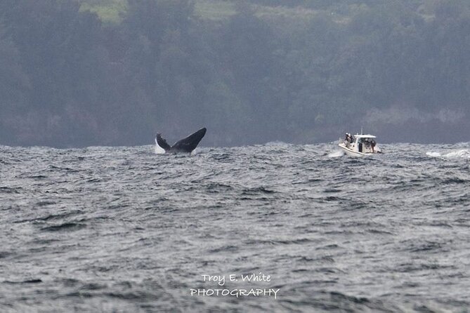 Royal Humpback Whale Exploration - Key points at a glance
