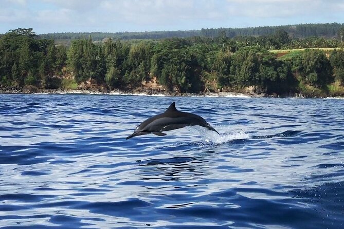 Royal Humpback Whale Exploration - What the 90-minute outing is like