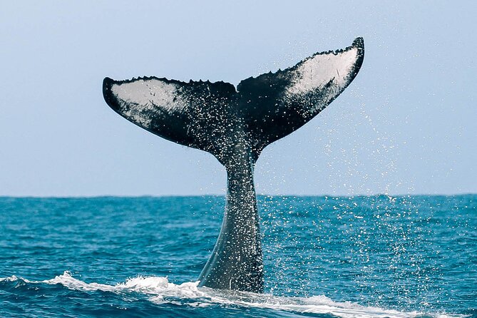 Royal Humpback Whale Exploration - Practical details before you book