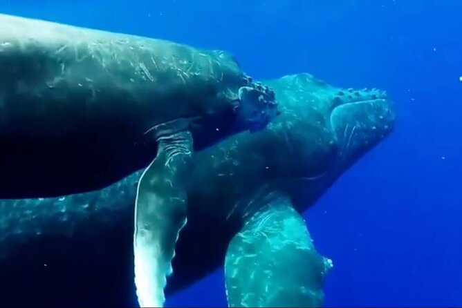 Royal Humpback Whale Exploration - Who will enjoy this Hilo whale trip