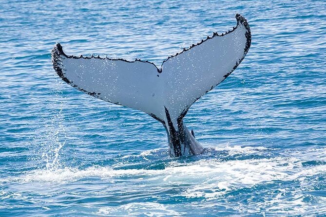Royal Humpback Whale Exploration - Small boat, active searching, and the crew