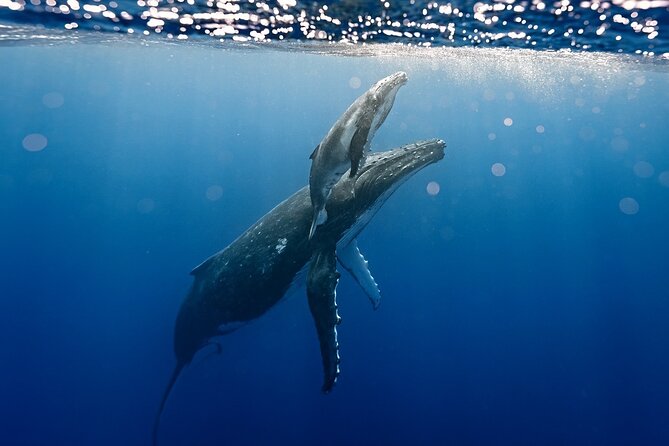 Sacred Experience Swimming with a Whale in Moorea - Leaving Marina Vai’are between 7 and 11