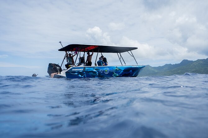 Sacred Experience Swimming with a Whale in Moorea - Why the small group changes the experience