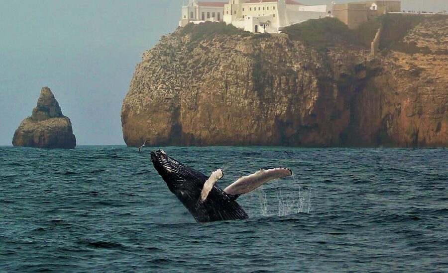 Sagres Wildlife Adventure: Dolphin and Whale Watching Tour - Meeting the crew at Baleeira Port