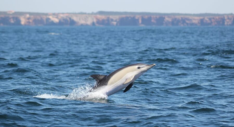 Sagres Wildlife Adventure: Dolphin and Whale Watching Tour - Animal welfare and sensible boat conduct