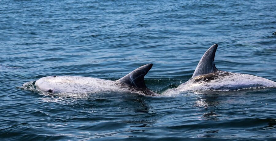 Sagres Wildlife Adventure: Dolphin and Whale Watching Tour - Weather, minimum numbers, and cancellation details